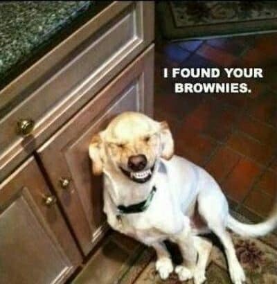 15 Of The Cutest Smiling Dog Pictures You Must See 