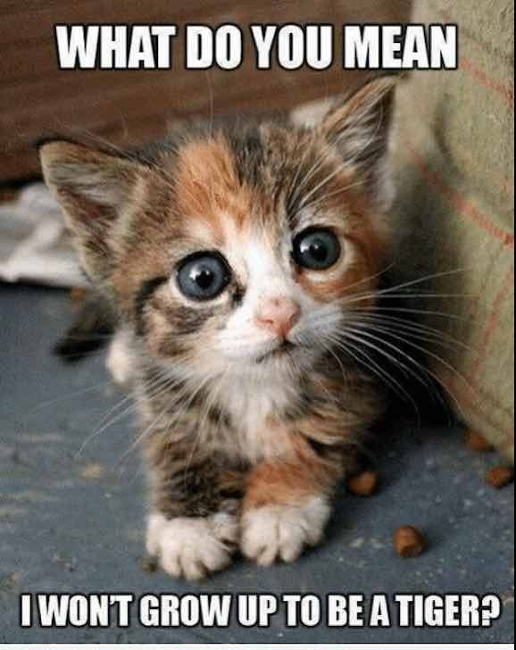 20 Cute And Funny Animal Memes You Must See 