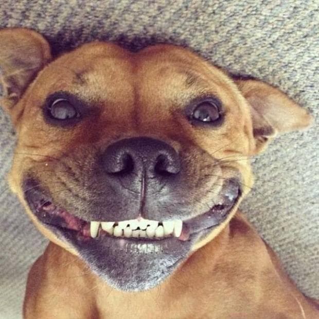 15 Of The Cutest Smiling Dog Pictures You Must See 