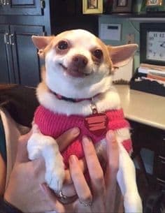 15 Of The Cutest Smiling Dog Pictures You Must See 