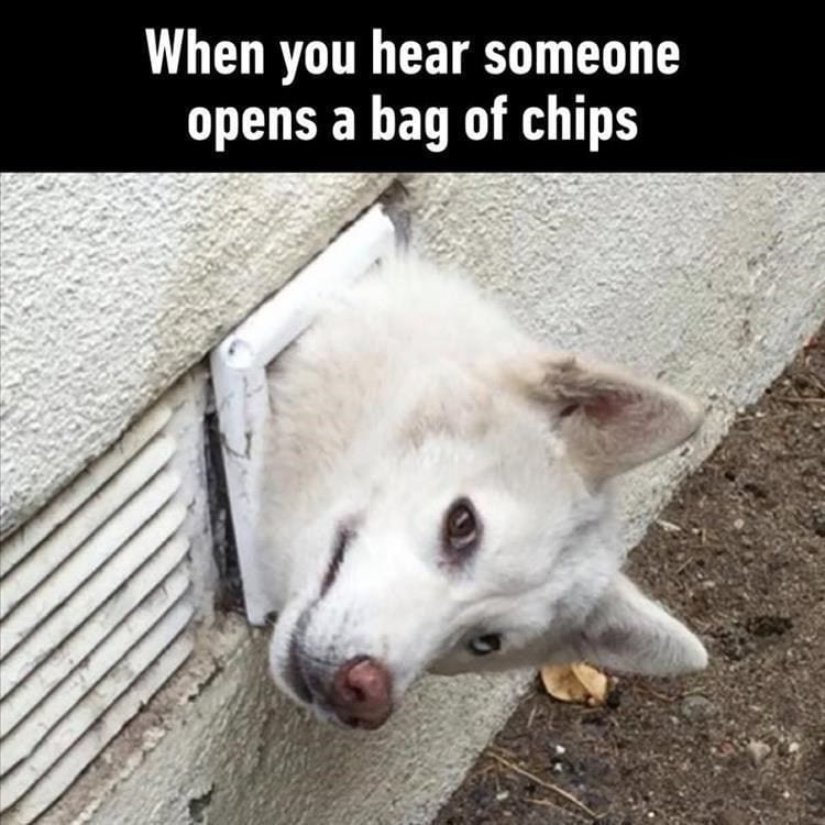 20 Cute And Funny Animal Memes You Must See 