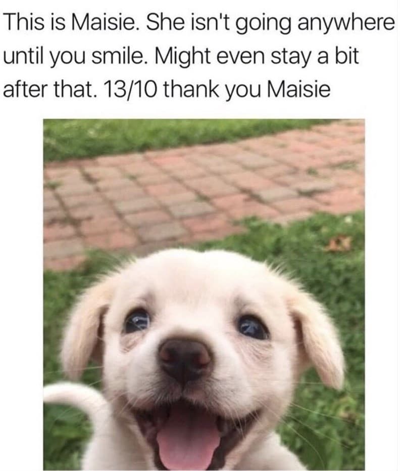 15 Of The Cutest Smiling Dog Pictures You Must See 