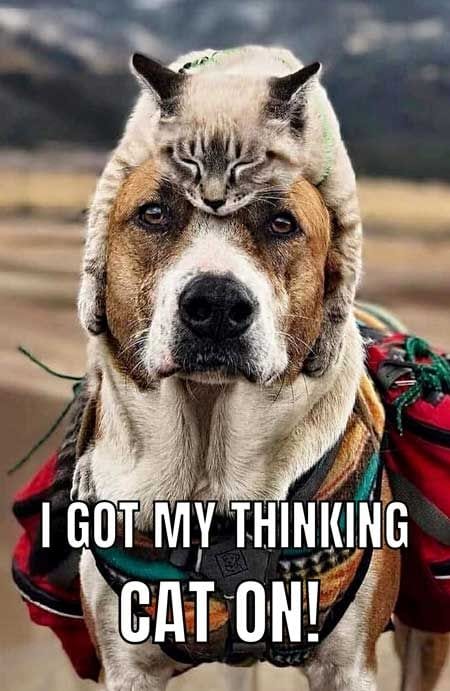 20 Hilarious Pet Memes For Animal Lovers