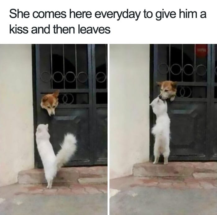 20 Cute And Funny Animal Memes You Must See 