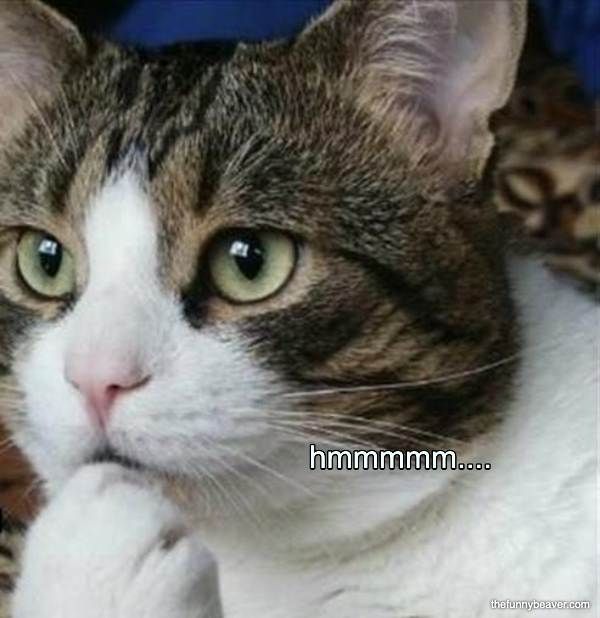 Funniest Animal Memes Pics