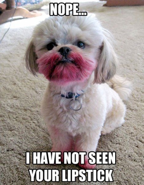 20 Cute And Funny Animal Memes You Must See 