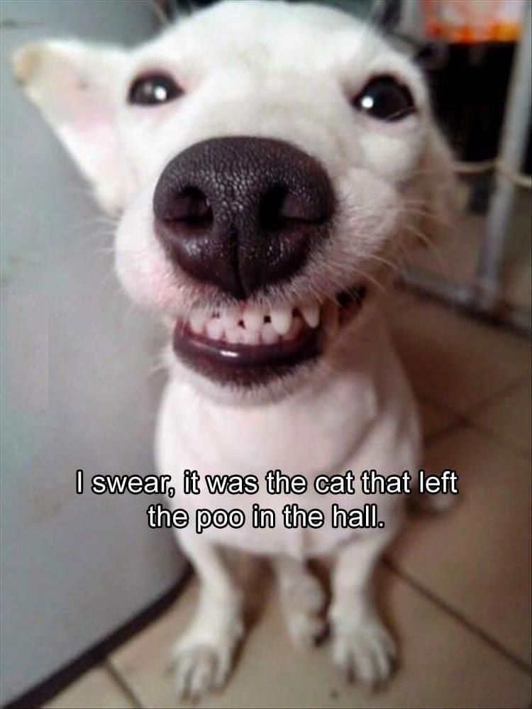 20 Cute And Funny Animal Memes You Must See 