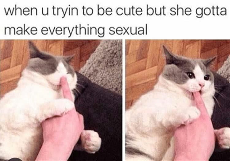 Hilarious Animal Meme Pics
