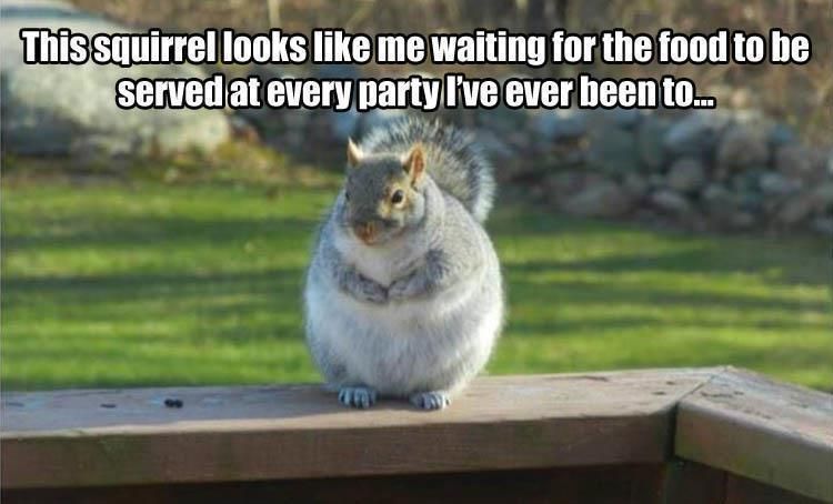 Hilarious Animal Meme Pics