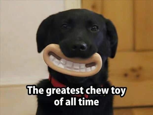 15 Of The Cutest Smiling Dog Pictures You Must See 
