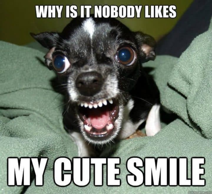 15 Of The Cutest Smiling Dog Pictures You Must See 