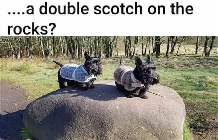 Funniest Animal Memes Pics