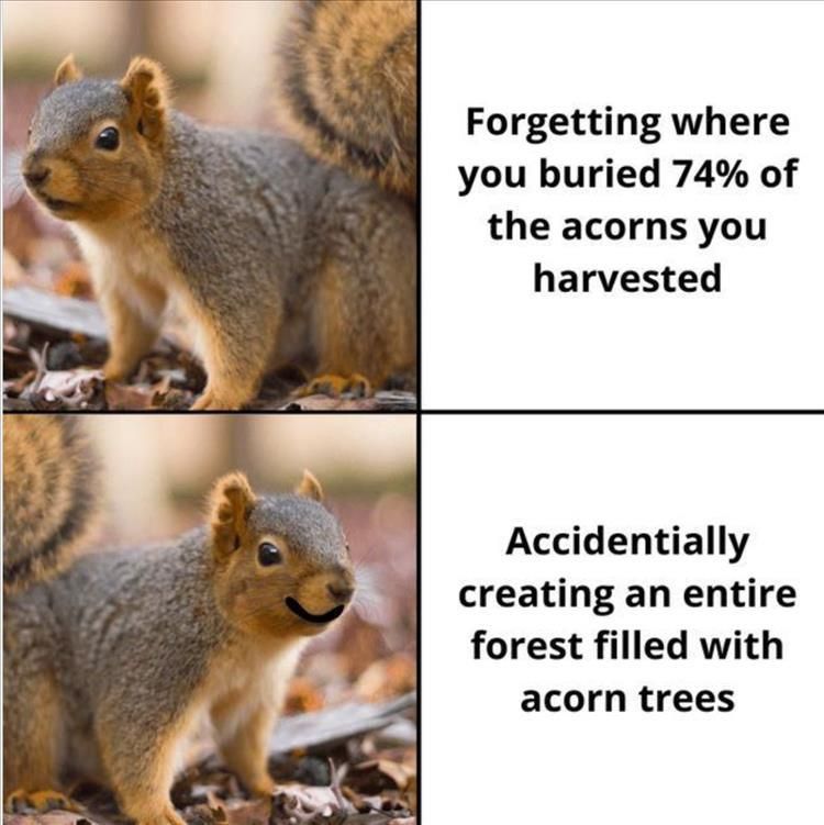 Funniest Animal Memes Pics