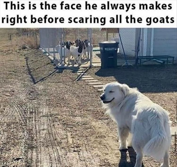 Funniest Animal Memes Pics