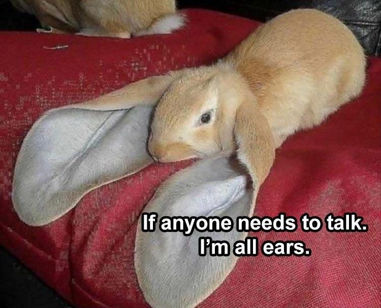 Funniest Animal Memes Pics