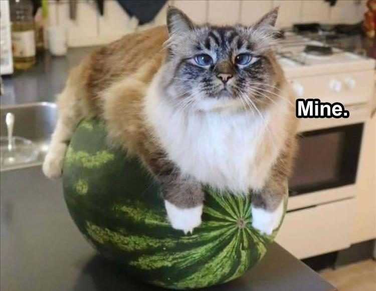 Funniest Animal Memes Pics