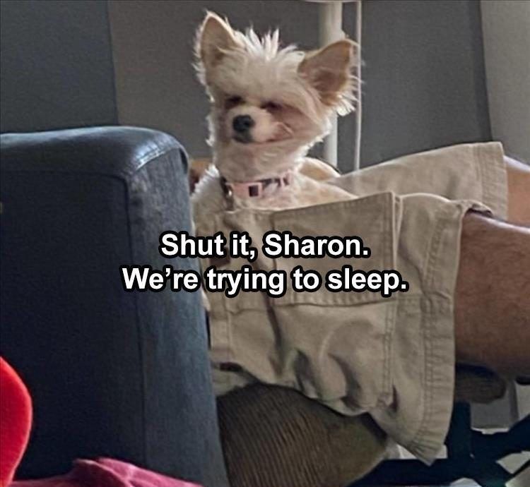 Funniest Animal Memes Pics