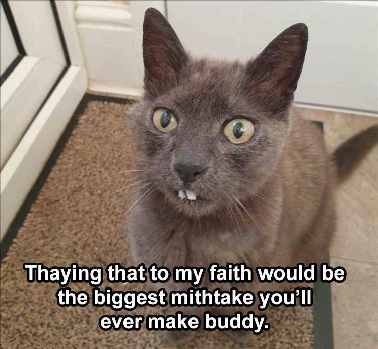 Funniest Animal Memes Pics