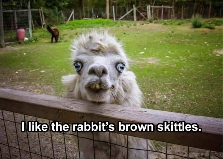Funniest Animal Memes Pics