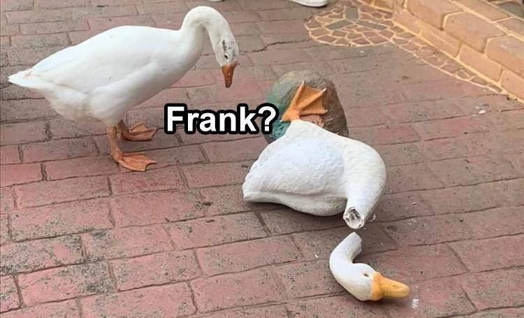 Funniest Animal Memes Pics