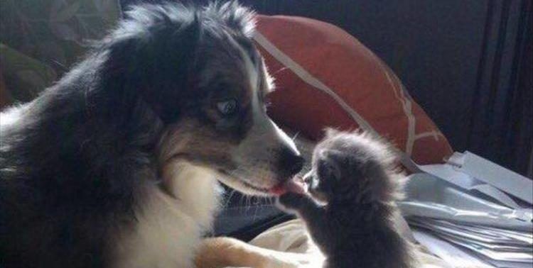 Funniest Animal Memes Pics