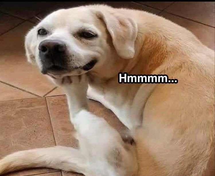 Funniest Animal Memes Pics