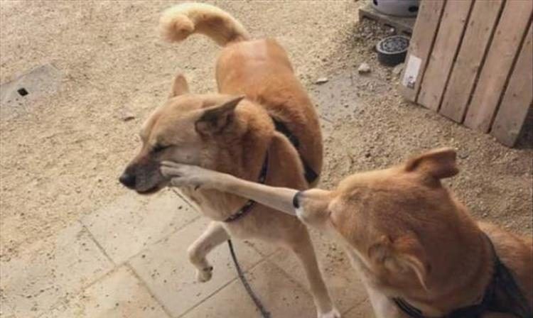 Funniest Animal Memes Pics