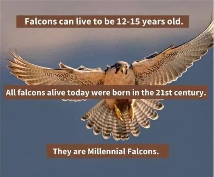 Worlds Funniest Animal Memes