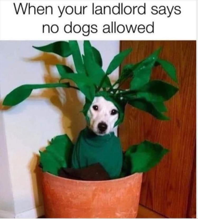 Worlds Funniest Animal Memes