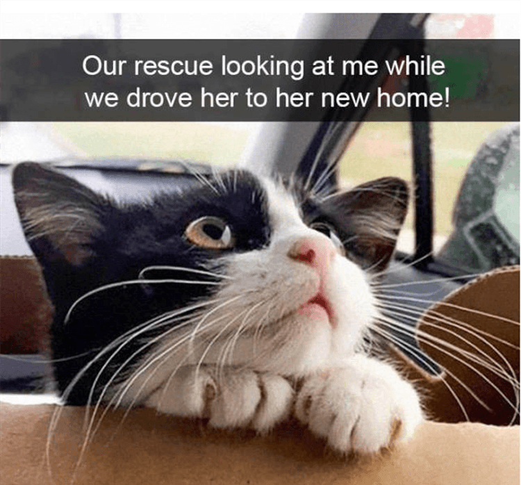 Worlds Funniest Animal Memes