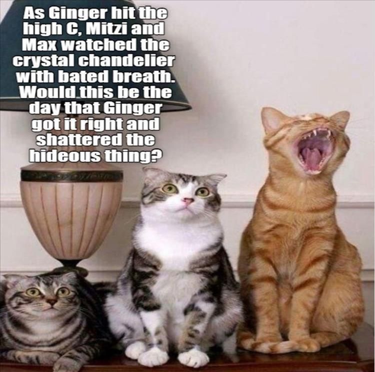Worlds Funniest Animal Memes
