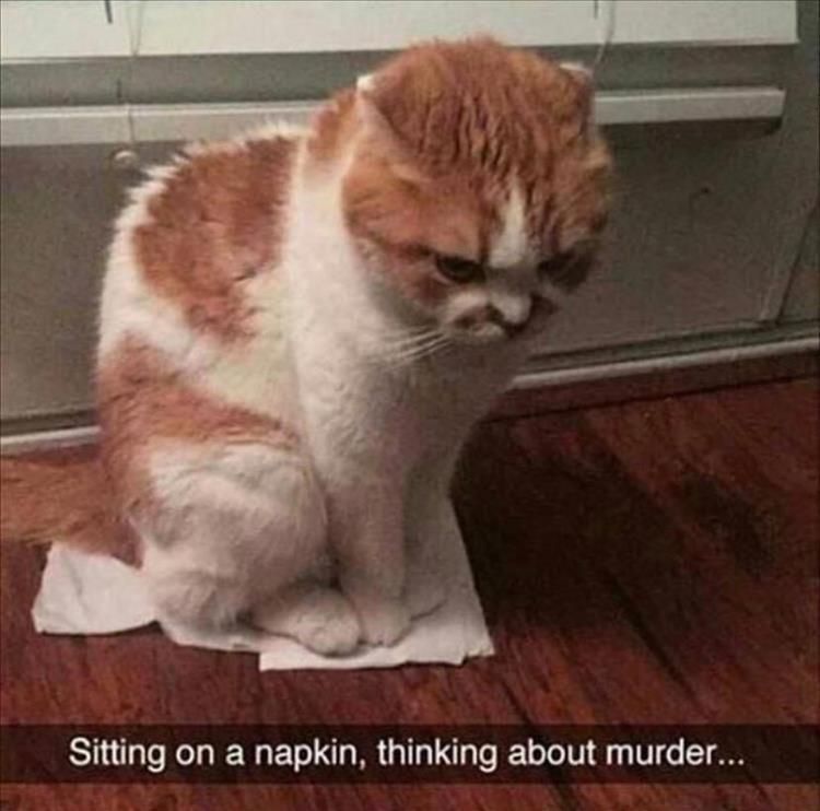 Worlds Funniest Animal Memes