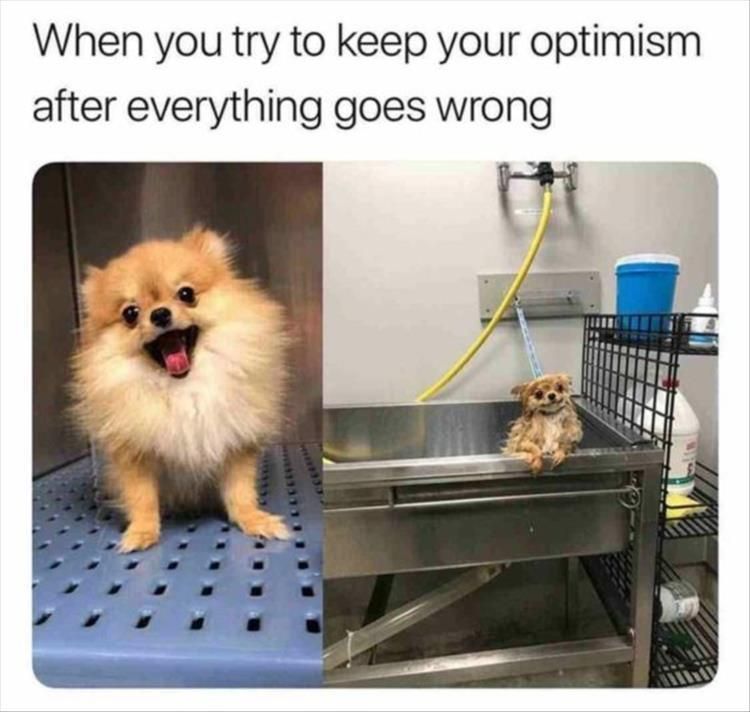 Worlds Funniest Animal Memes