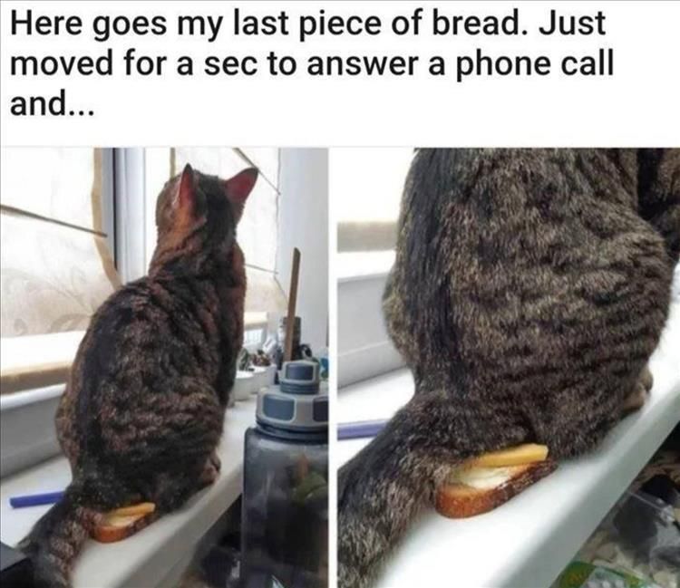 Worlds Funniest Animal Memes