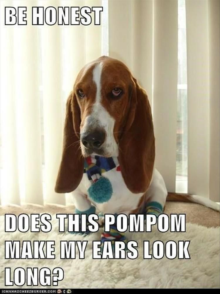 Worlds Funniest Animal Memes
