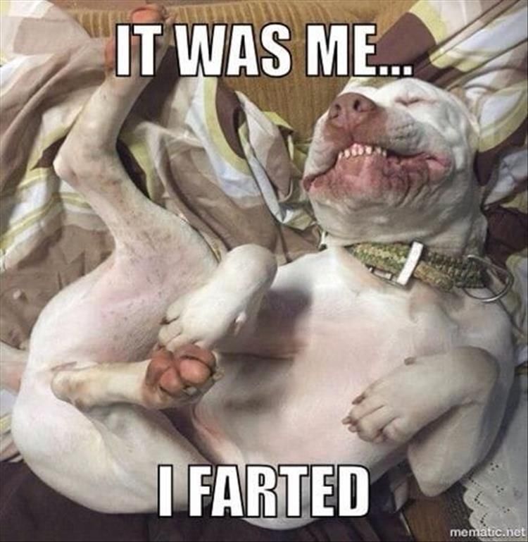 Worlds Funniest Animal Memes