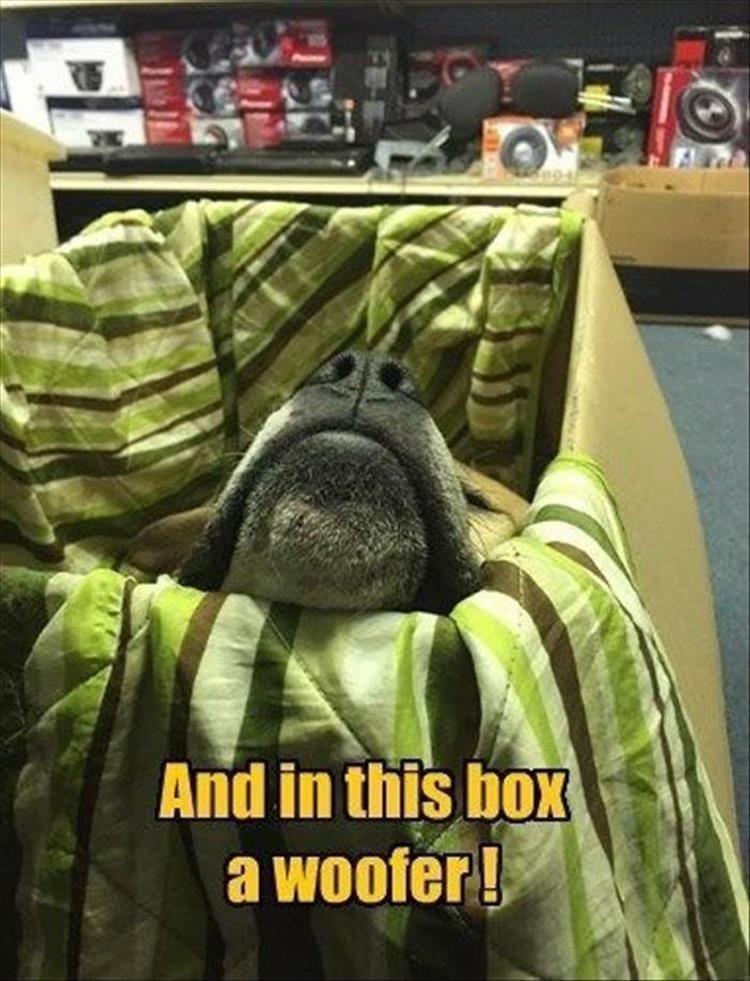 Worlds Funniest Animal Memes
