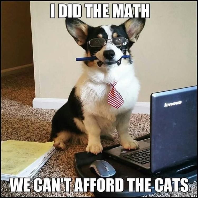 Worlds Funniest Animal Memes