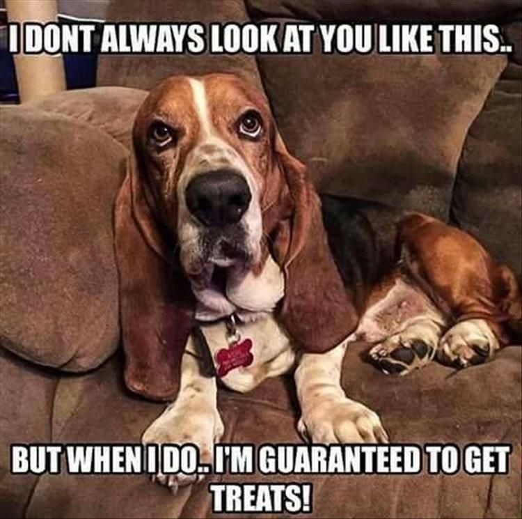 Worlds Funniest Animal Memes