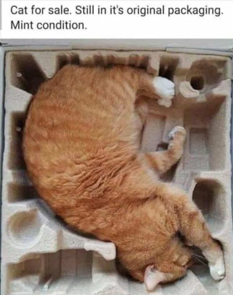 Worlds Funniest Animal Memes
