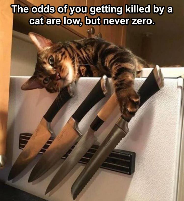 Cute Animal Memes Pics