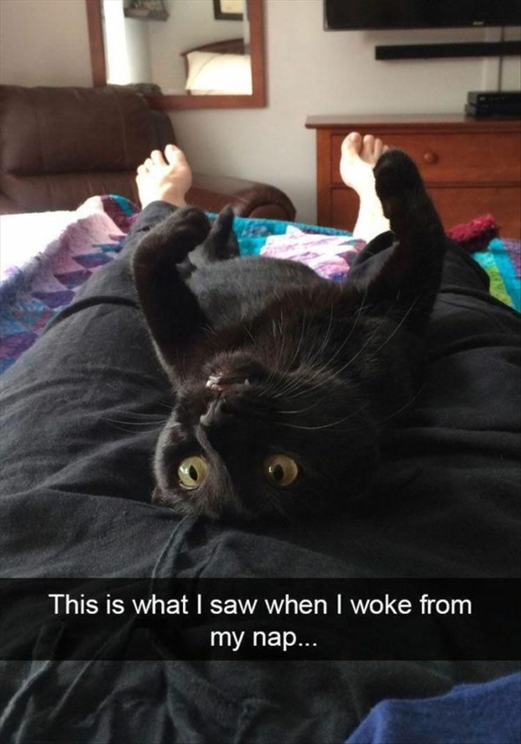 Cute Animal Memes Pics
