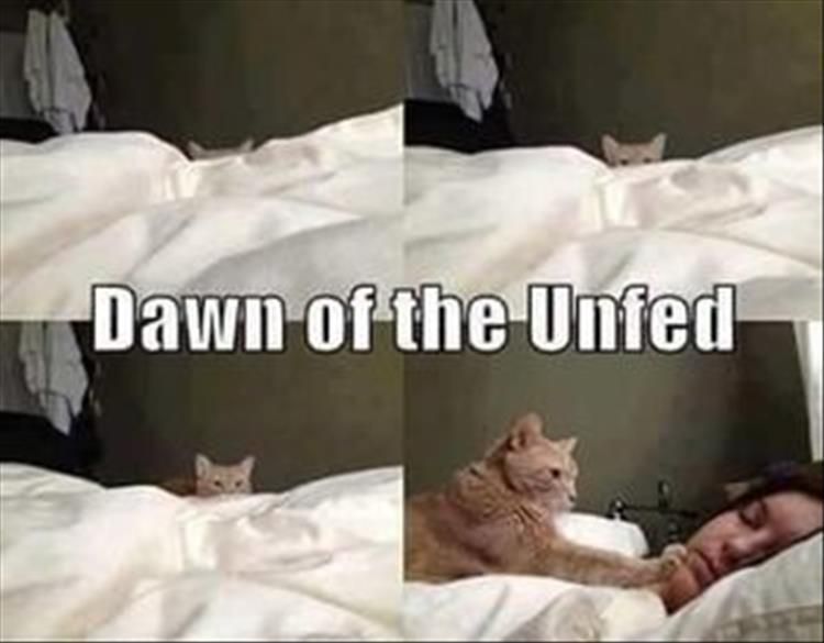 Cute Animal Memes Pics