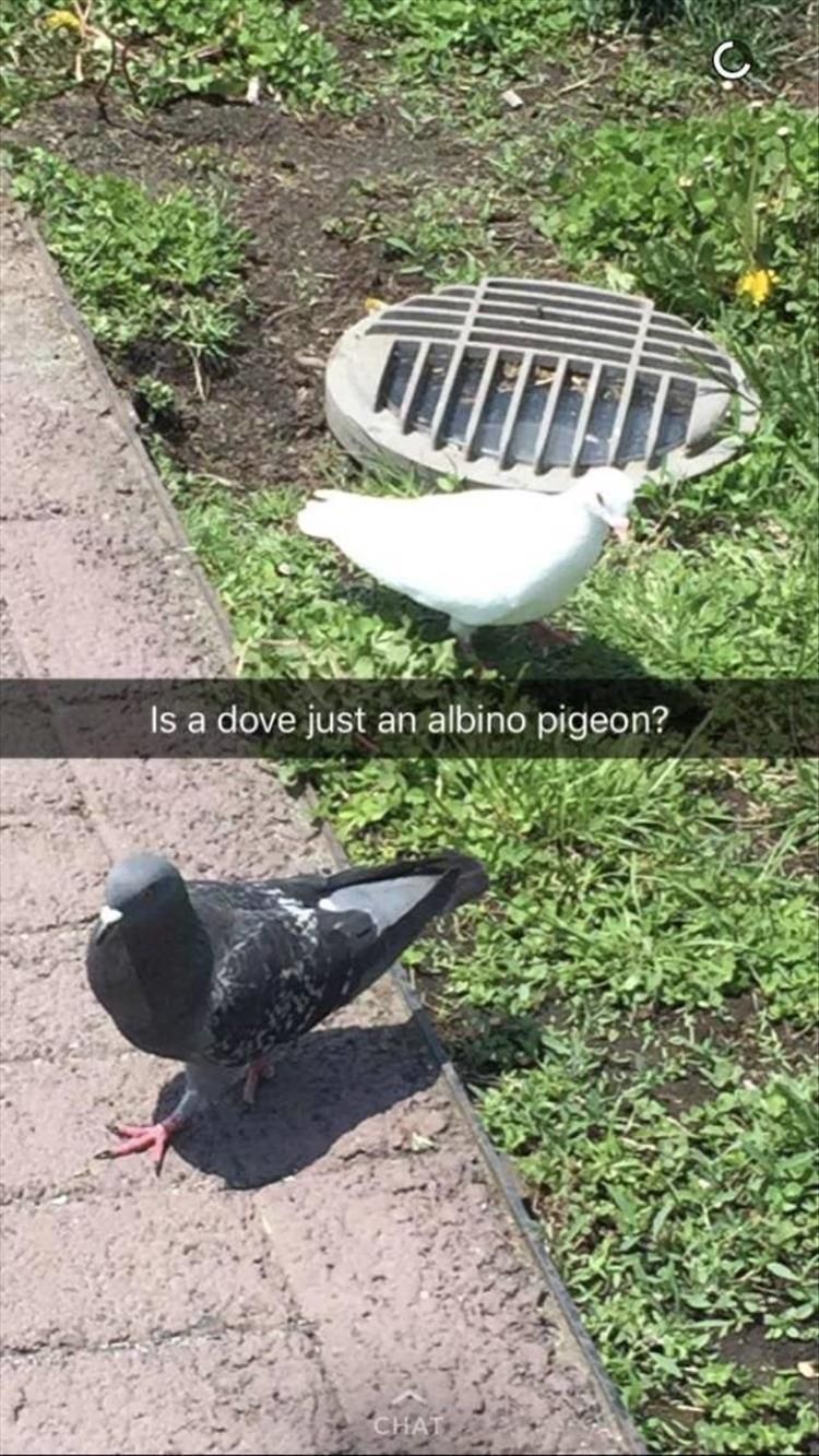 Cute Animal Memes Pics