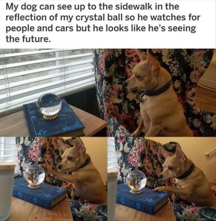 Cute Animal Memes Pics