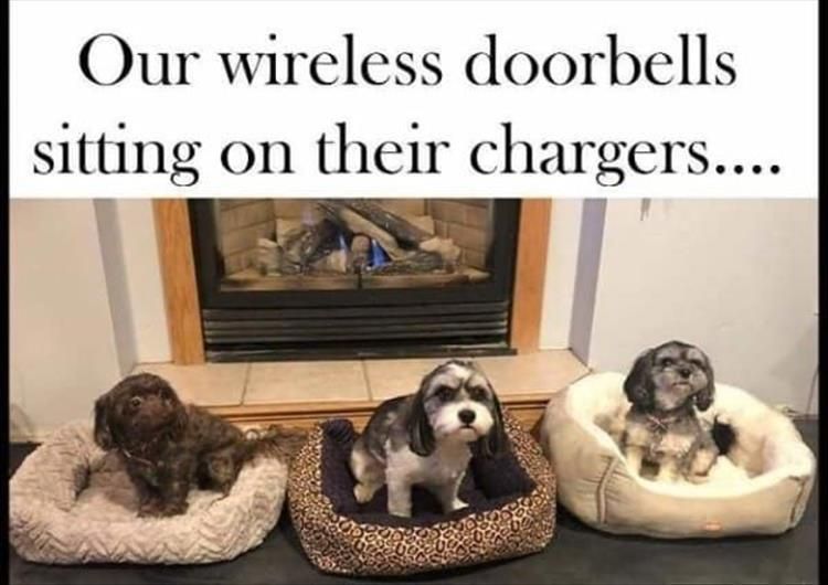 Cute Animal Memes Pics