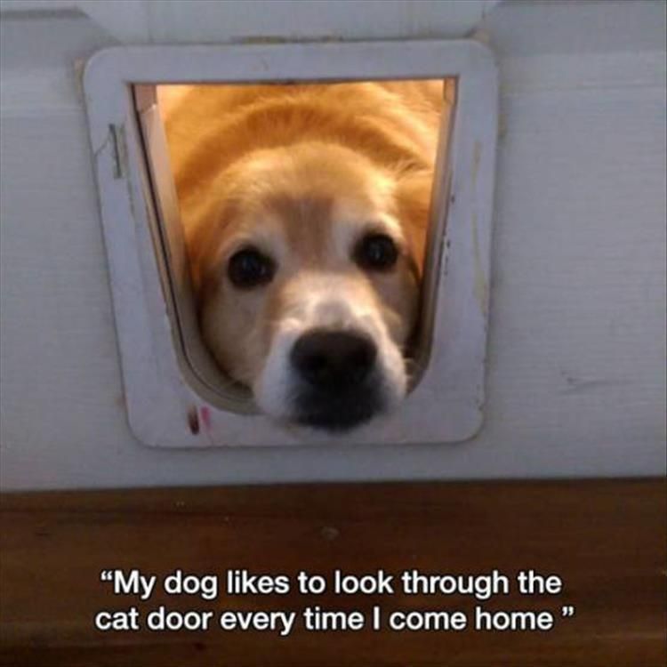 Cute Animal Memes Pics