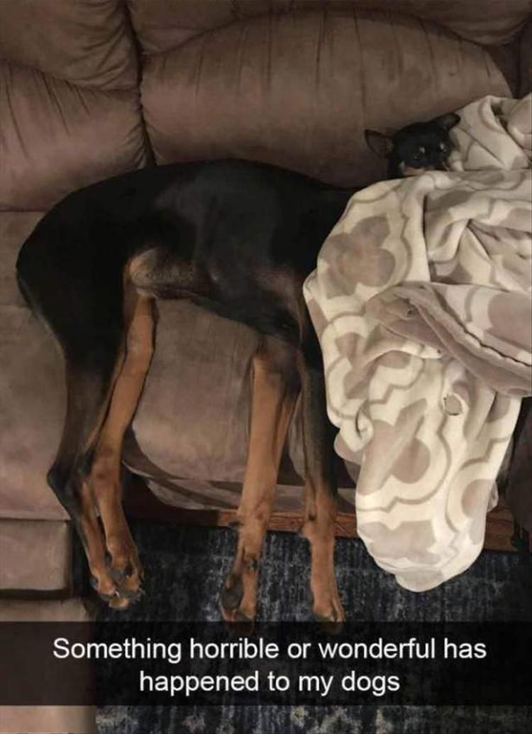 Hilarious Animal Meme Pics