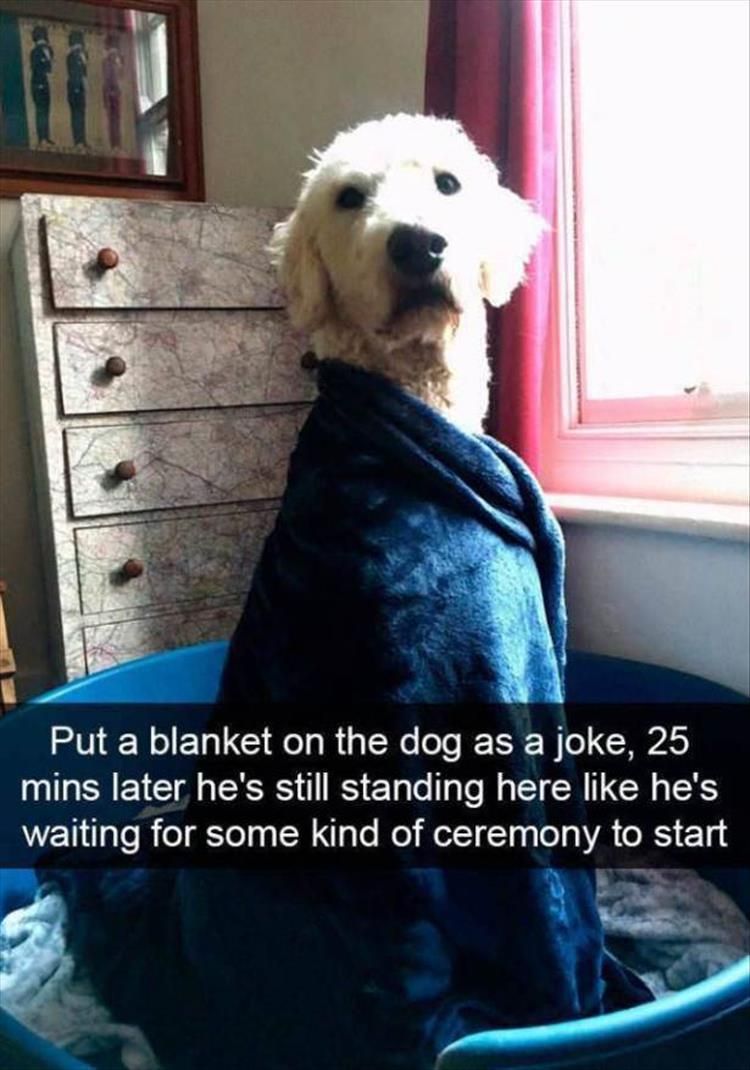 Hilarious Animal Meme Pics