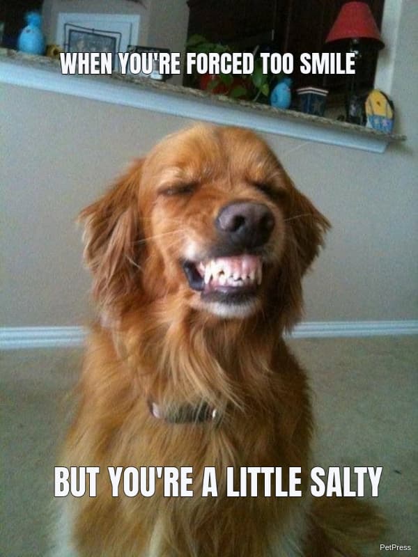 15 Of The Cutest Smiling Dog Pictures You Must See 